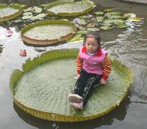 The world largest lotus plant, victoria amazonica, capable to carry a small kids in China garden! It is called WangLian in China.